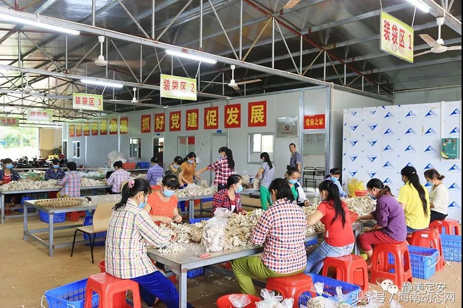 海南就业扶贫:定安多措并举鼓励就业帮致富